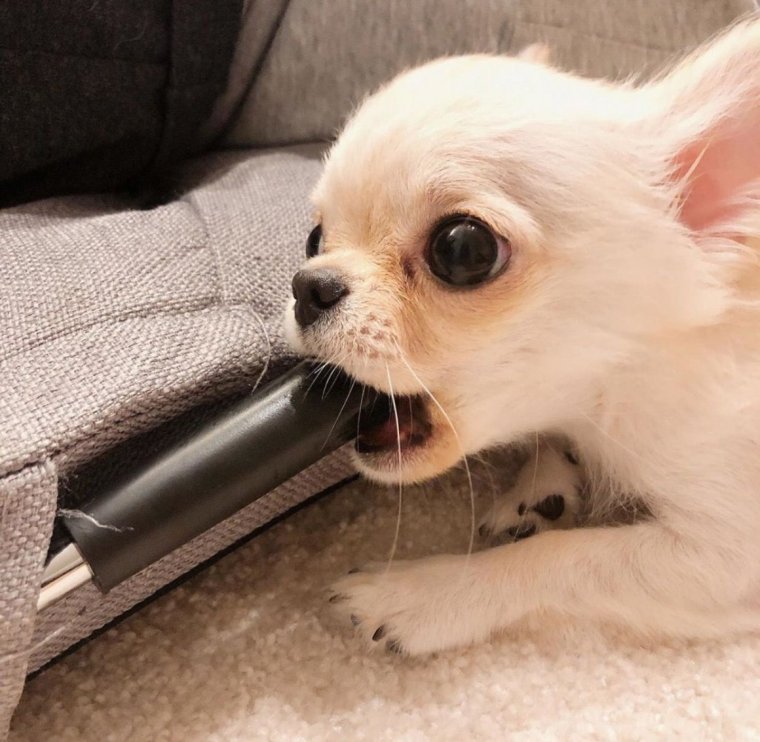 Чихуахуа м̥и̥л̥а̥ш̥к̥а̥