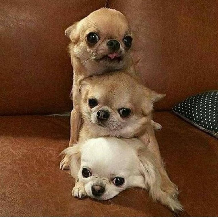 Милая чихуахуа