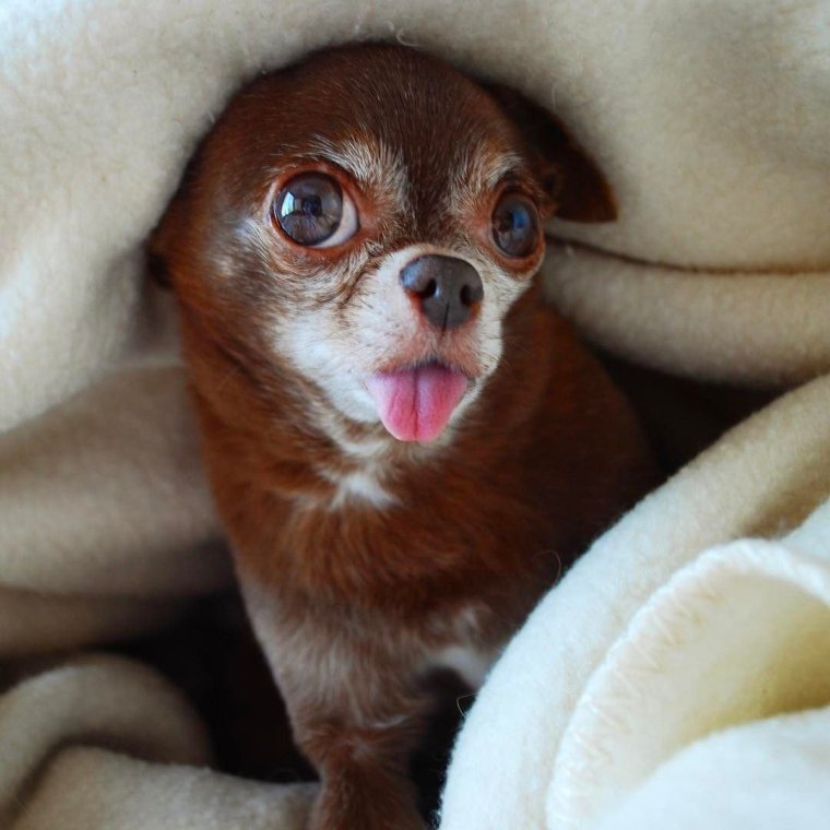 Чихуахуа лупоглазые щенки