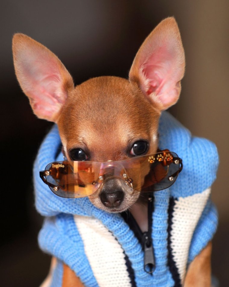 Собачки маленькие смешные