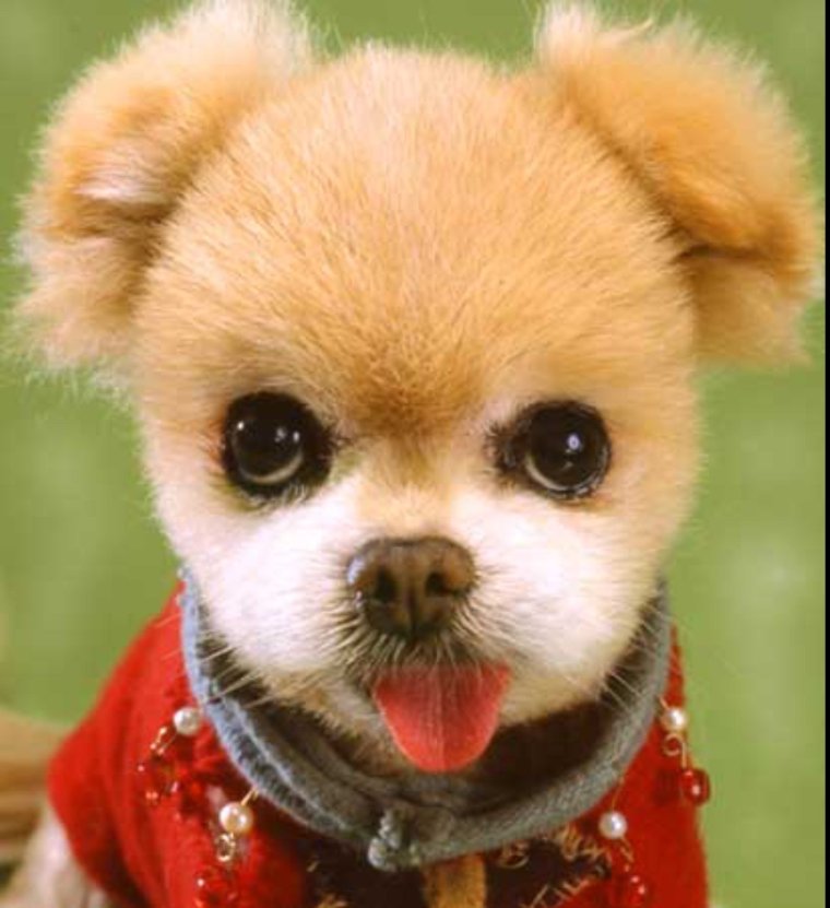 Маленькие хорошенькие собачки