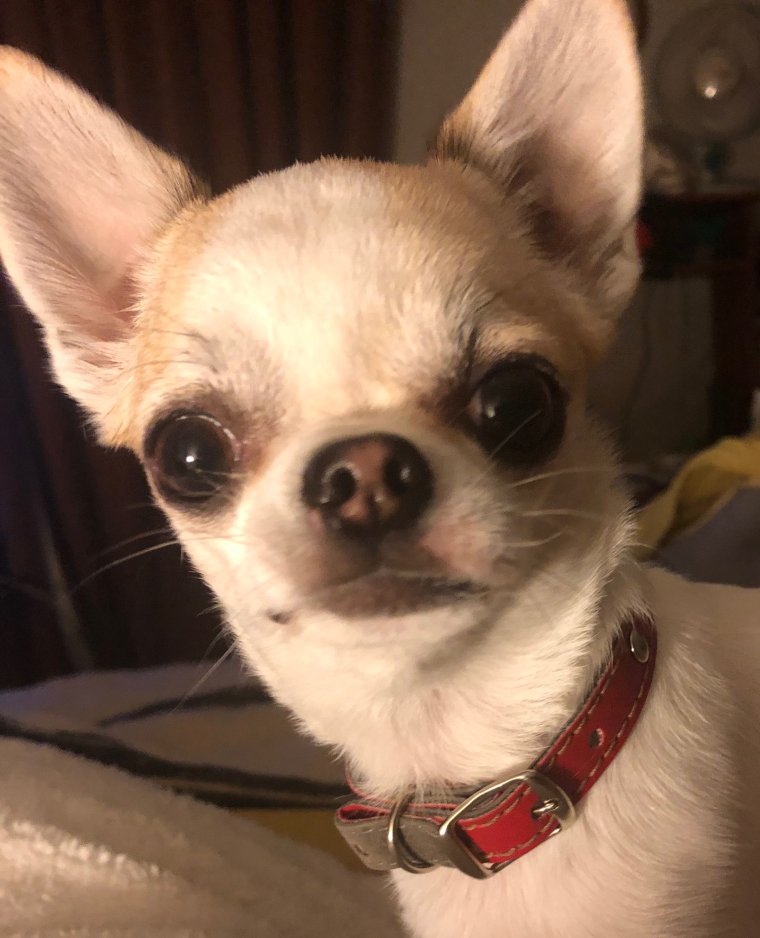 Чихуахуа Хуа злая