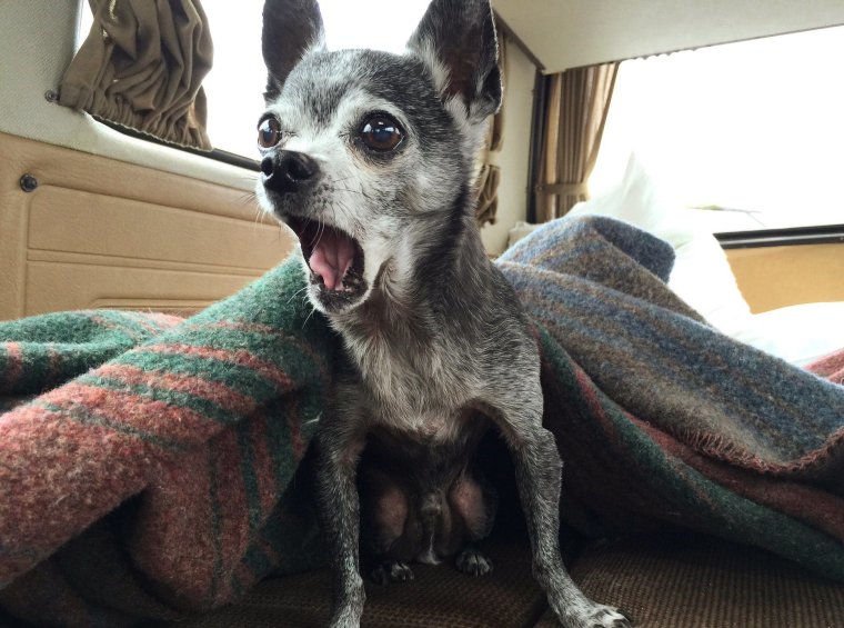 Мемные собаки