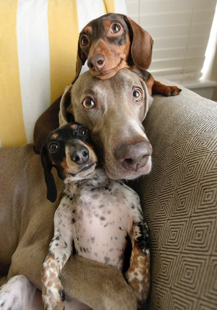 Веймаранер смешной