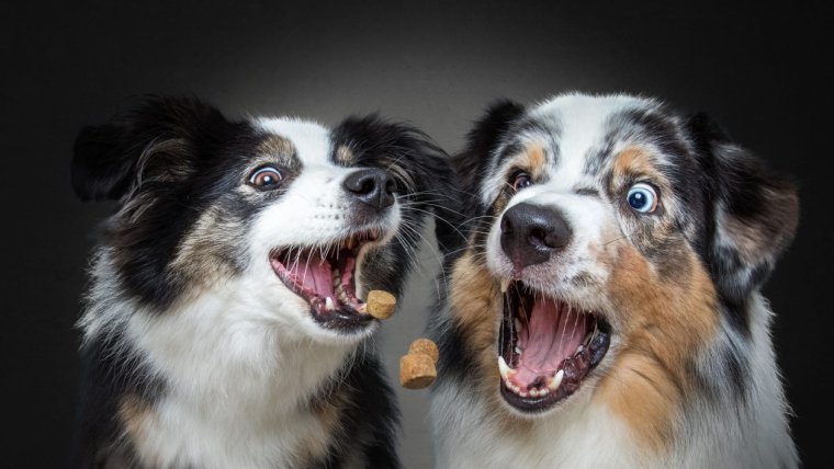 Забавные домашние животные