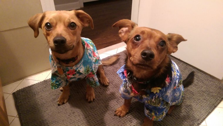 Фото щенята пес прикол