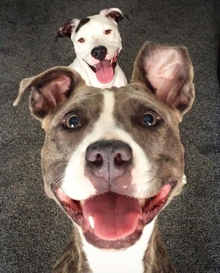 Приколы с собаками