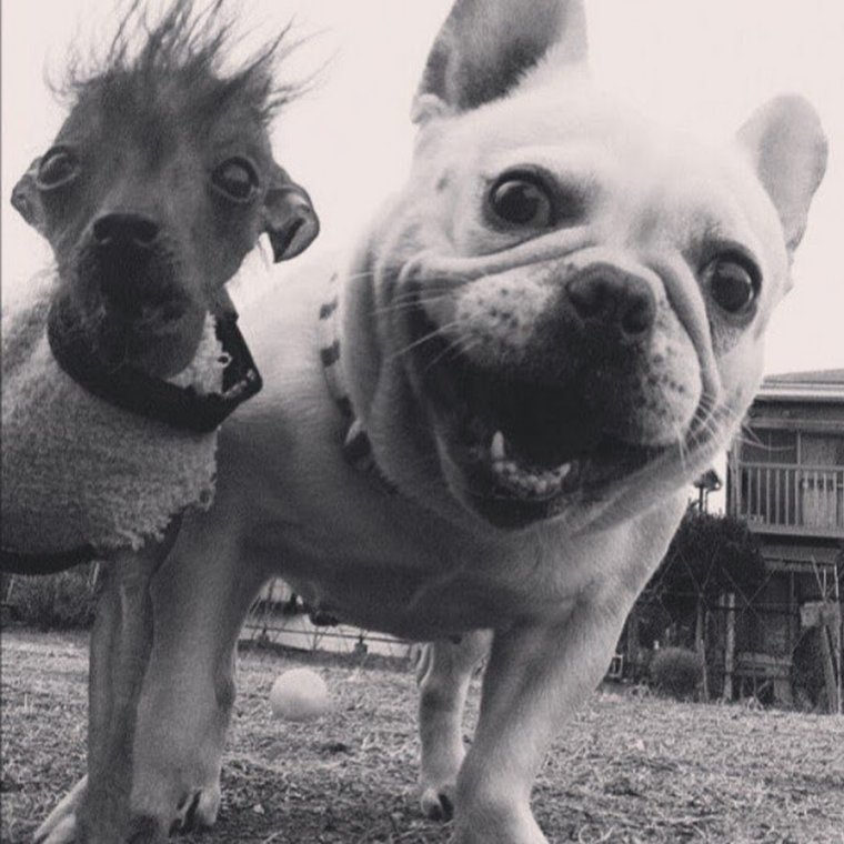 Самые прикольные собаки