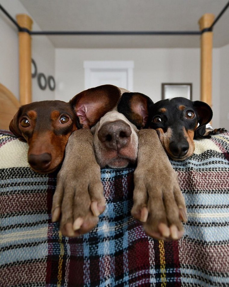 Интересные собаки