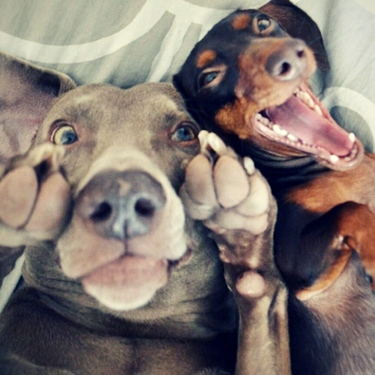 Селфи с собакой