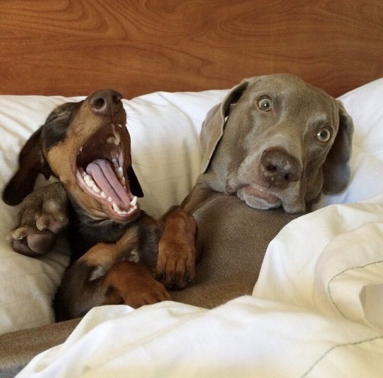 Две собаки прикол