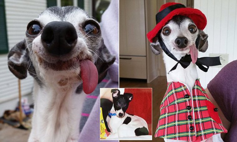 Заппа собака