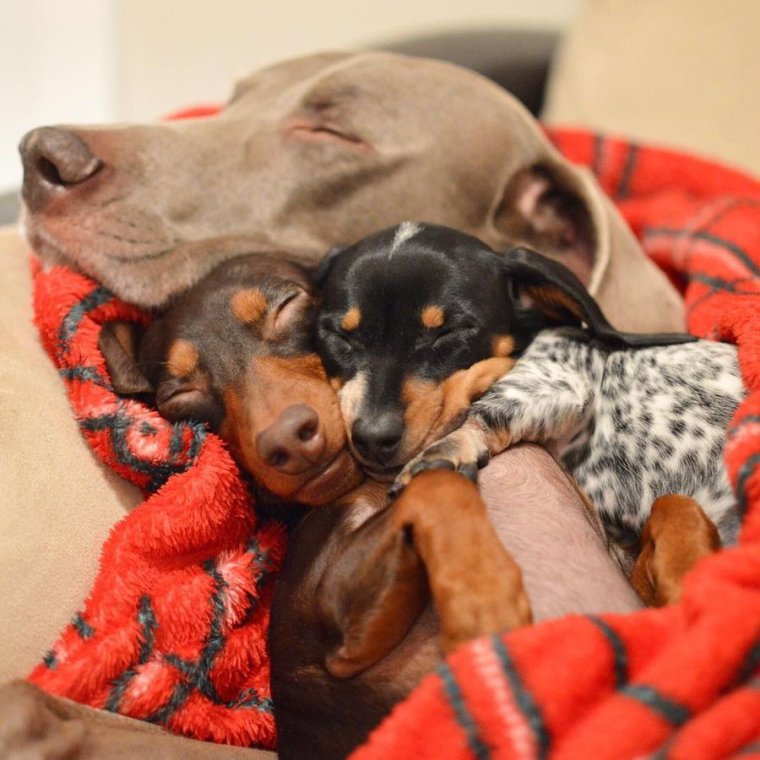 Смешные собаки и щенки