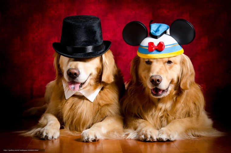 Две собачки поют