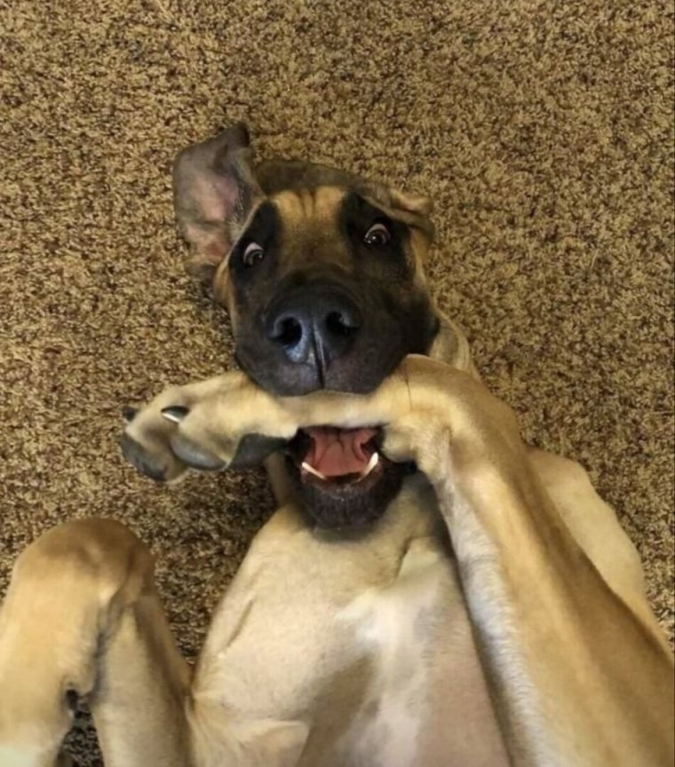 Самая смешная собака в мире фото