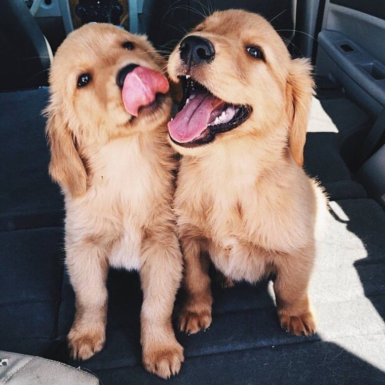 Две собачки