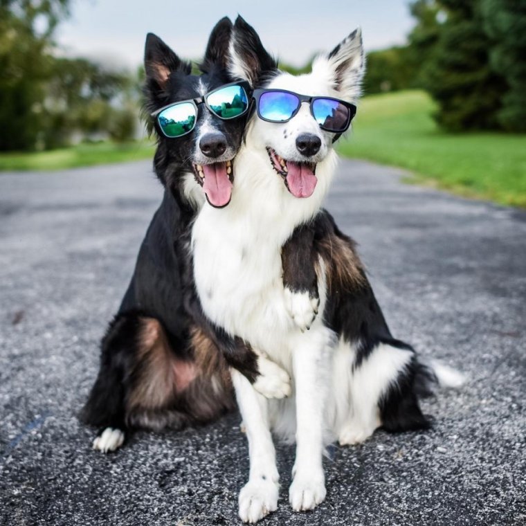 Бордер колли любовь