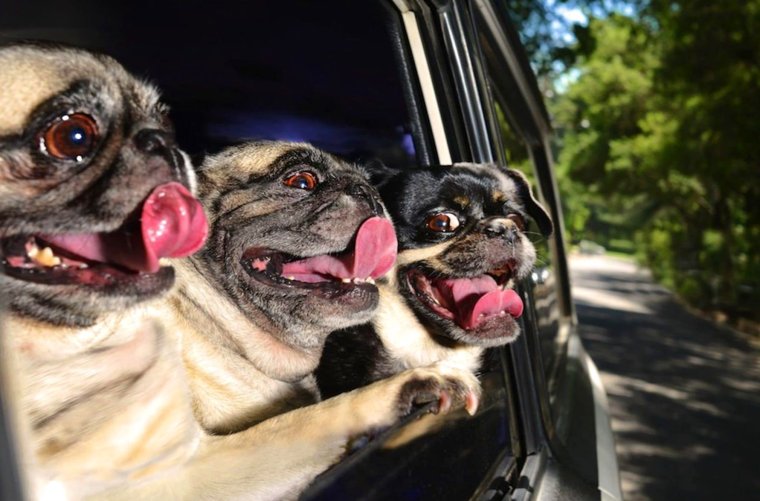 Сумасшедшие собаки