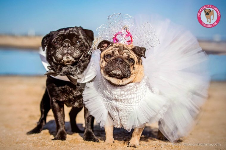 Смешная собачья свадьба