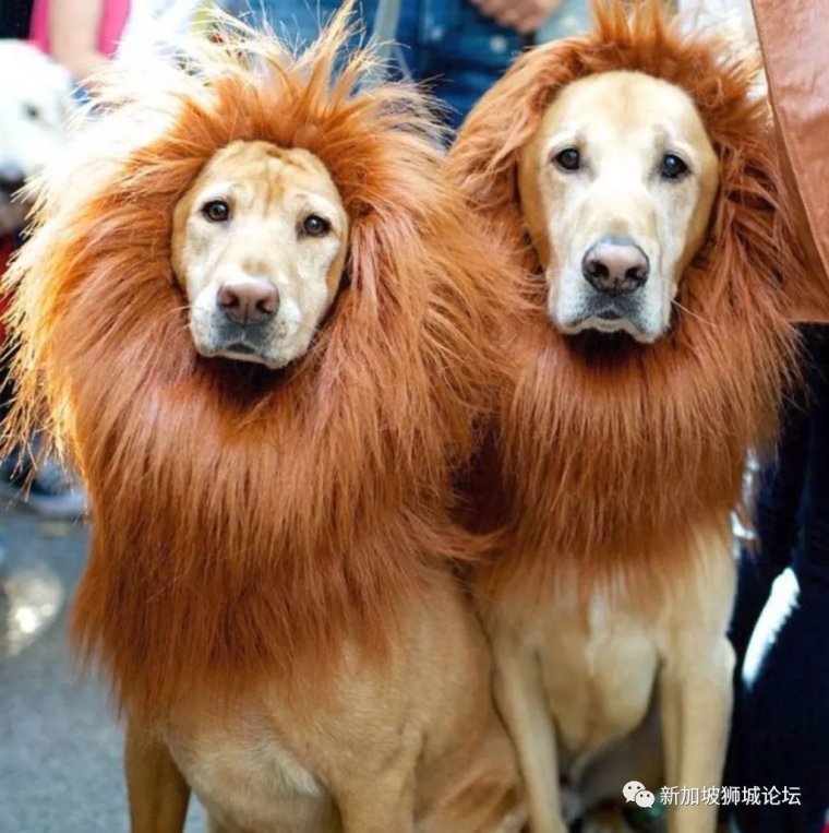 Две собаки прикол