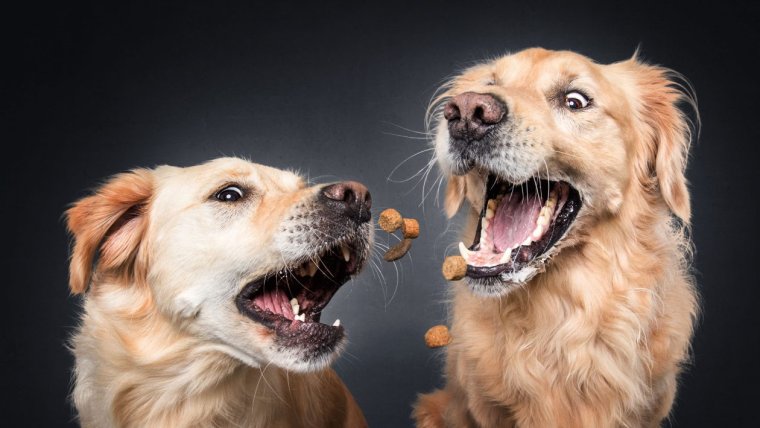 Радость животных