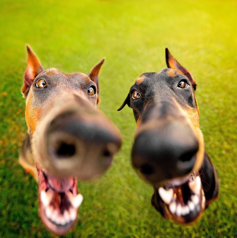 Собака носом в камеру