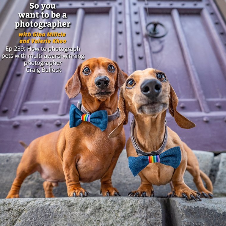 Любопытная собака