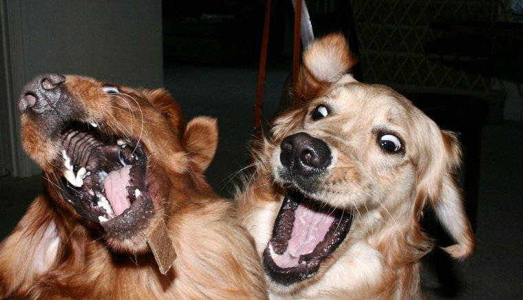 Собака на собаке прикол