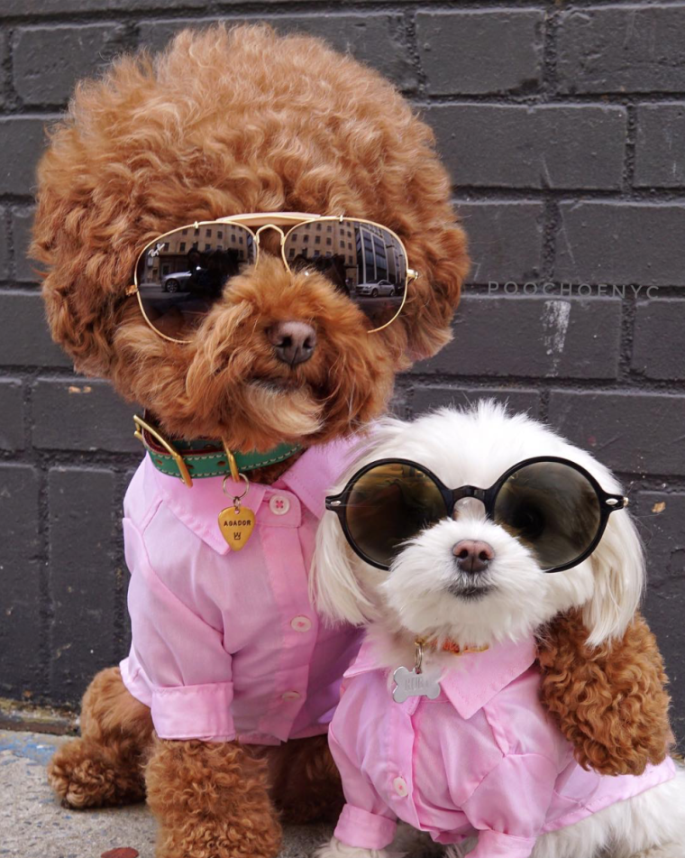 Смешные собачки