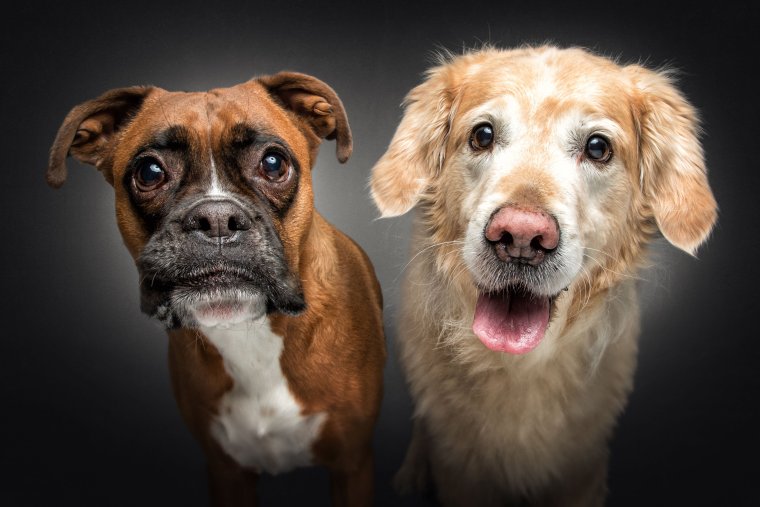 Эмоции собак