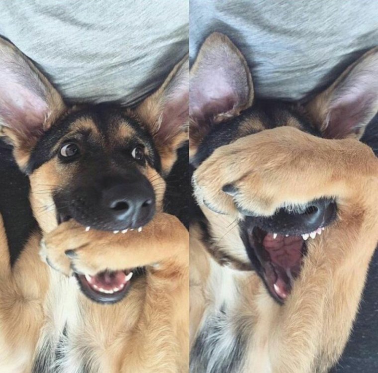 Собака ржет