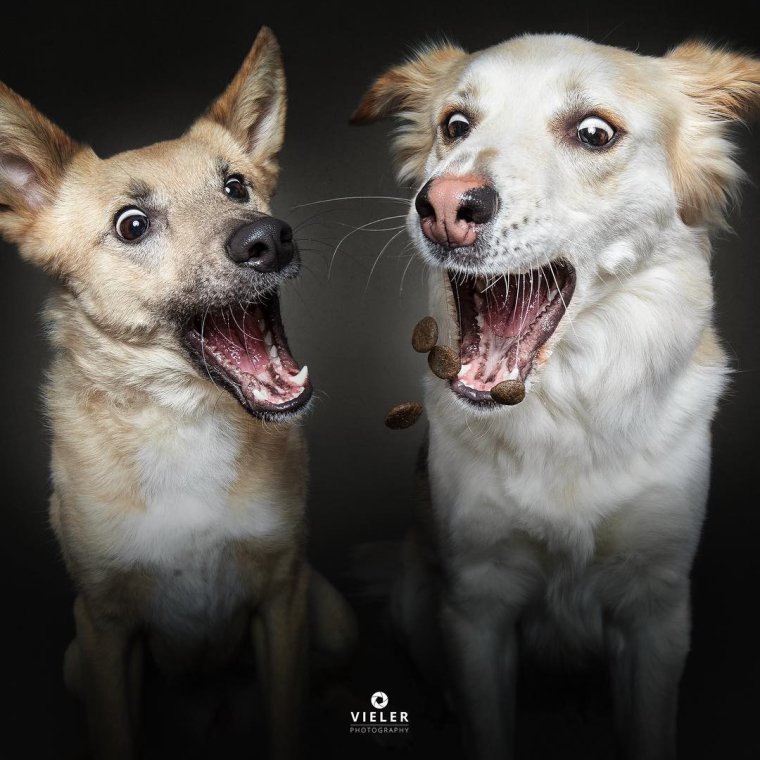 Сумасшедшие смешные собаки