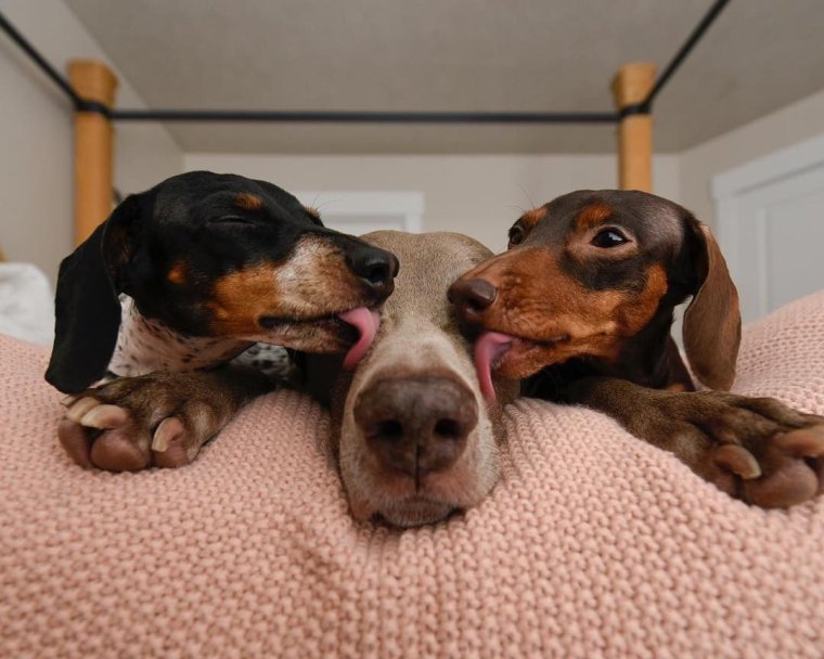 Двойная такса