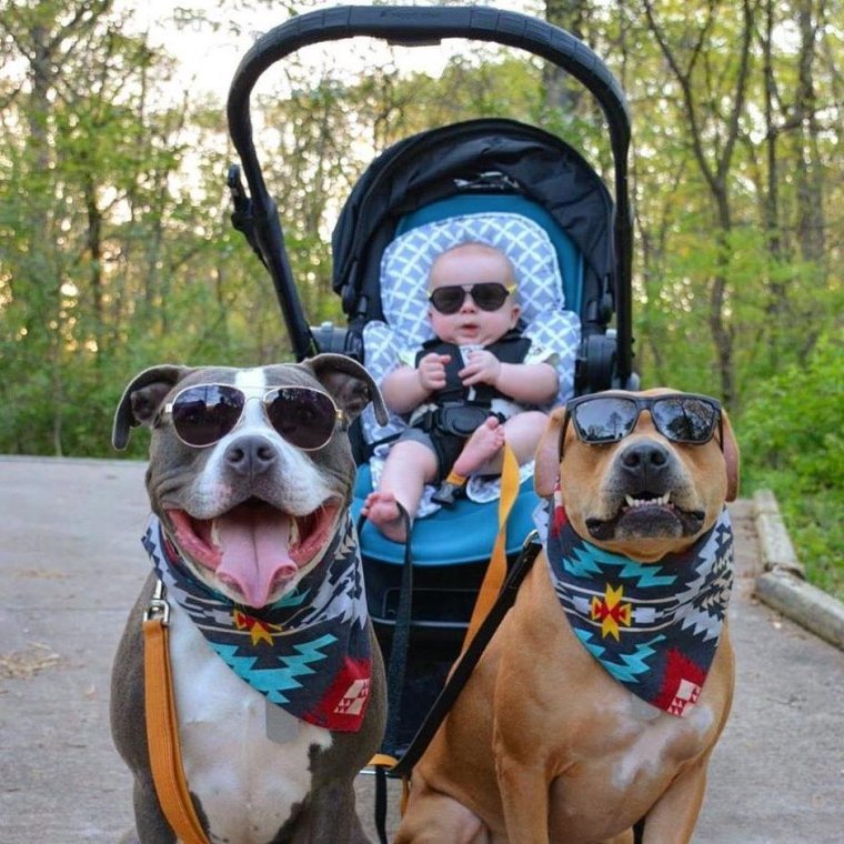 Собаки юмор