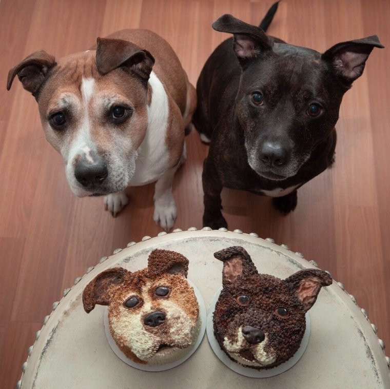 Много смешных собак