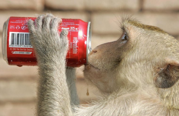 Обезьяна с колой