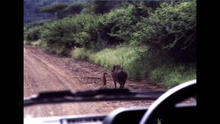 Тимон из короля Льва