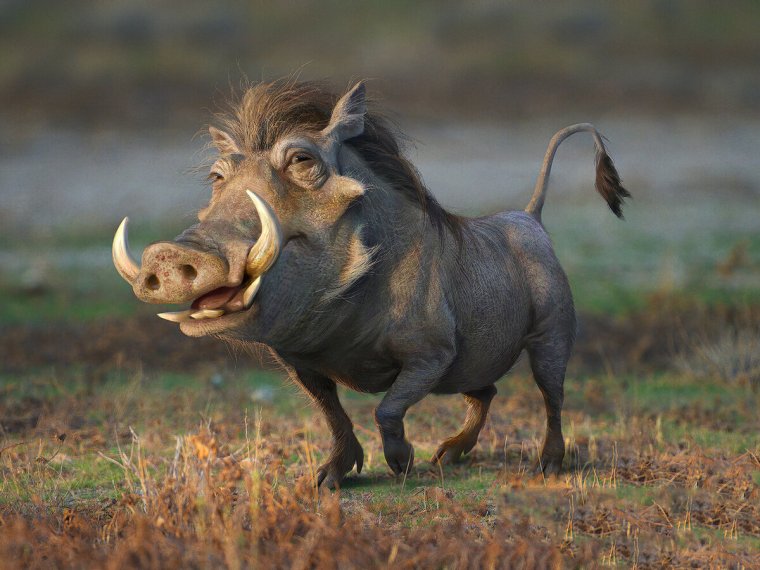 Пумба Король Лев 2019