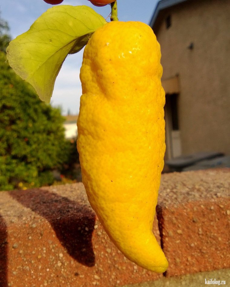 Лимон необычной формы