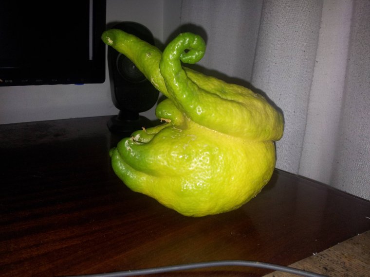 Лимон МУТАНТ