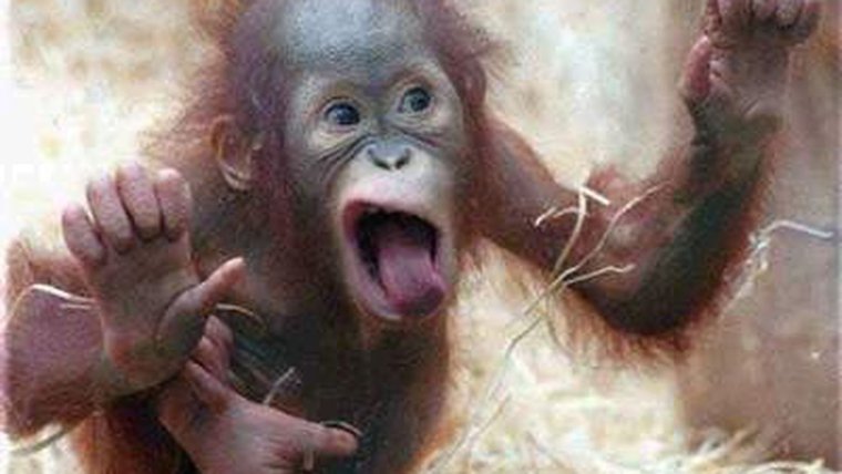 О Боже где ты этому научился