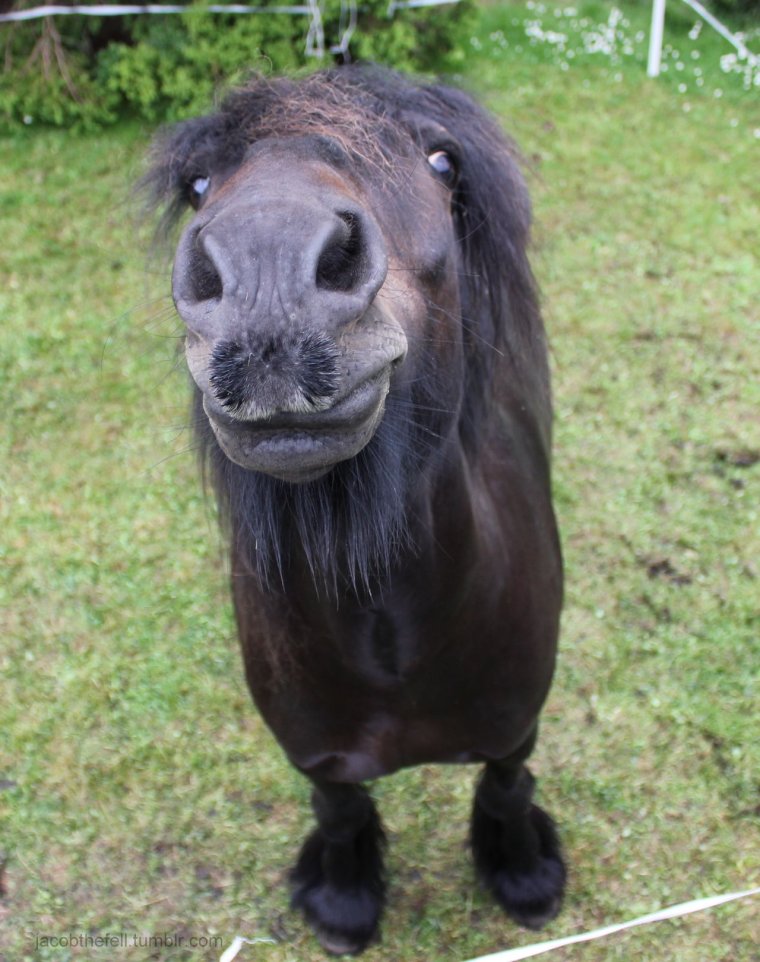 Пони животное смешные