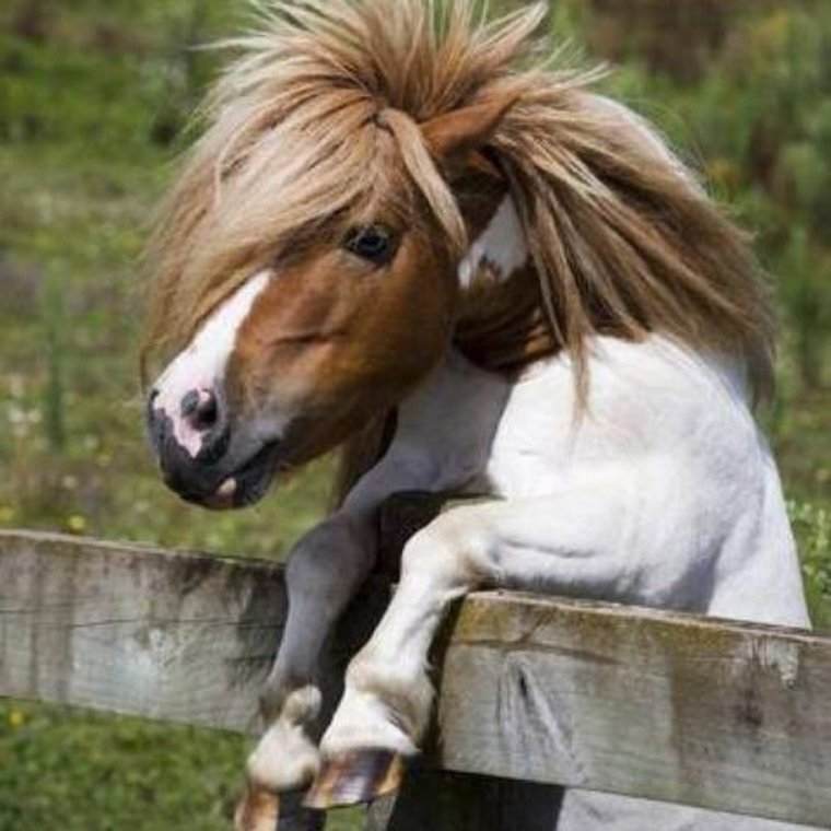 Пони лошадь прикол