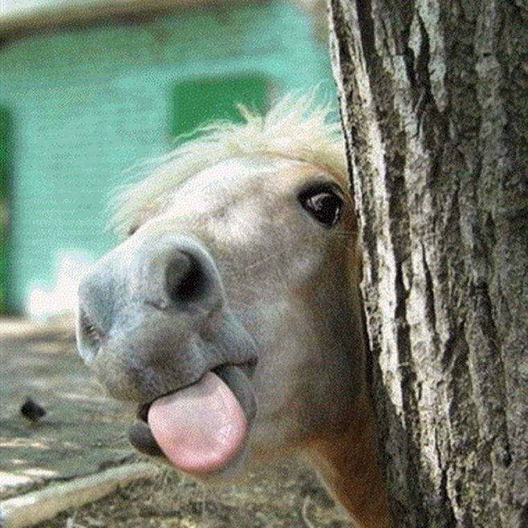 Животные с языком смешные
