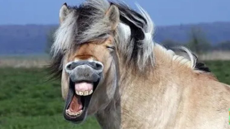 Уродливая лошадь