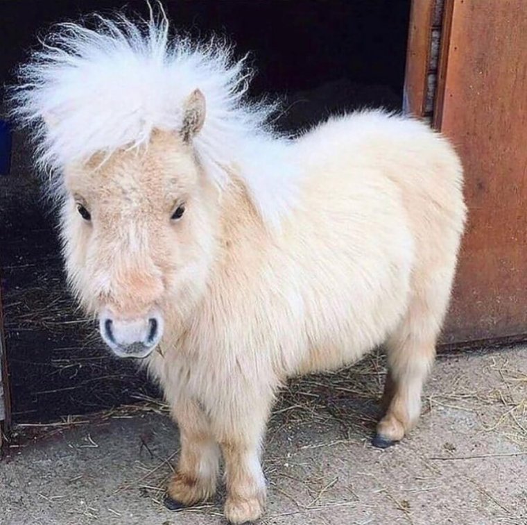 Шетлендский пони