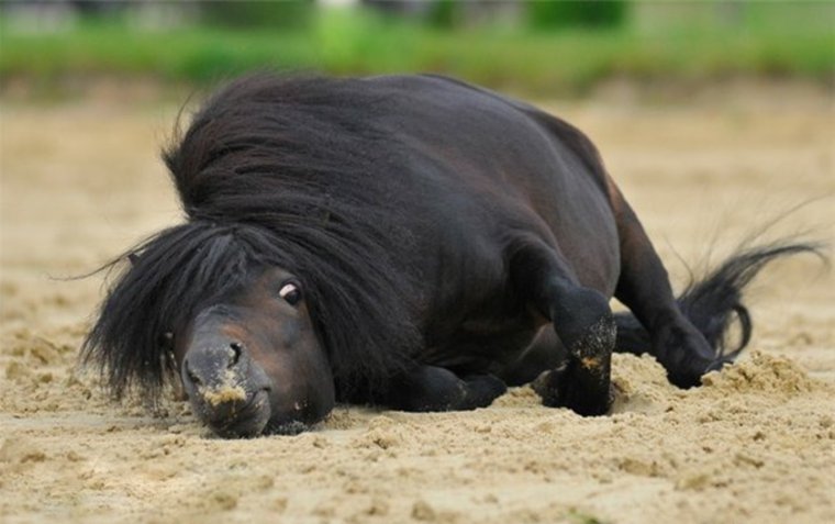 Темная лошадь прикол