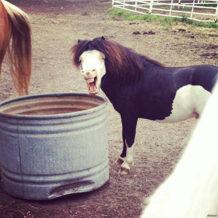 Пони лошадь прикол