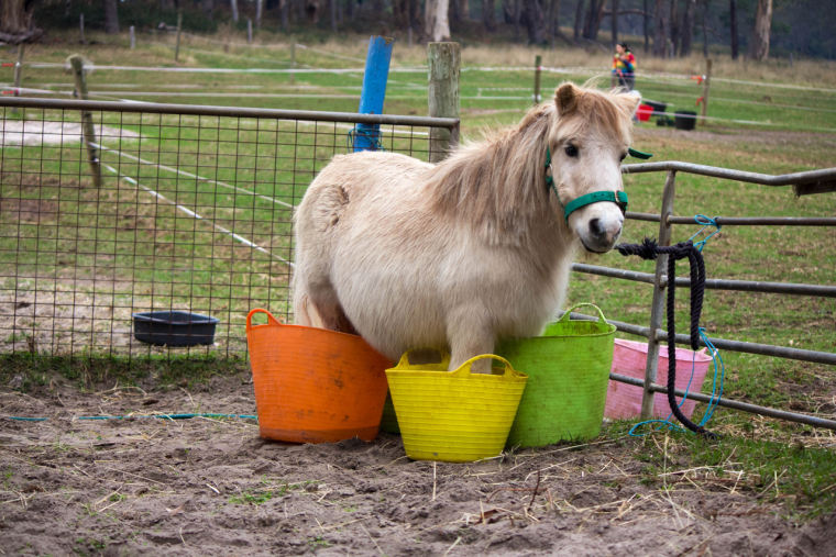 Пони прикольные фото