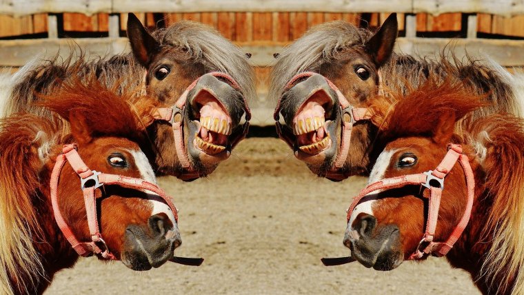 Лошадь прикол